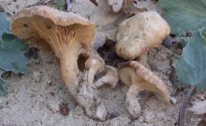 Pleurotus eryngii